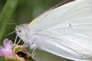 Narrow-winged Pearl White (Elodina padusa)